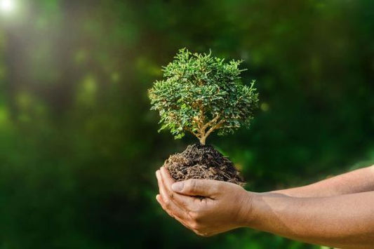 L'écologie, un véritable enjeux mondial
