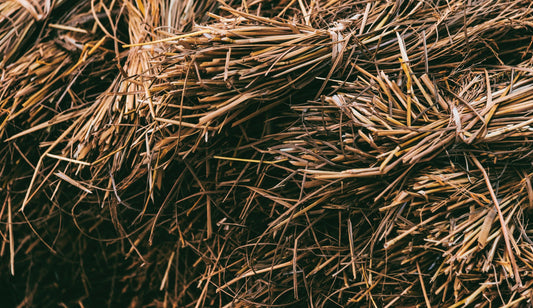 Les coques écologiques à base de paille de blé : une alternative durable pour la protection de vos appareils